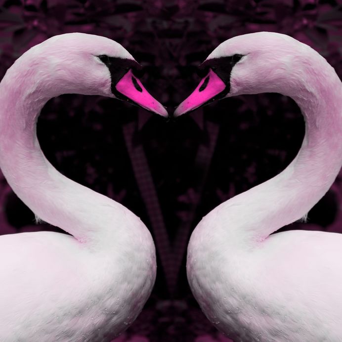 heart swans
